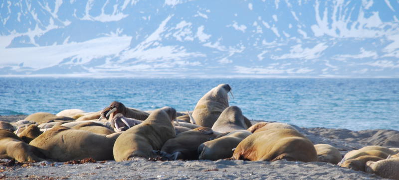 A colony of some 60 walrus (picture by Gunther Herrmann)